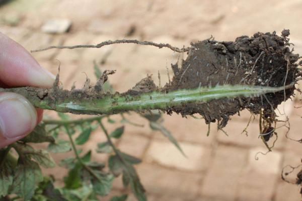 番茄枯萎病能澆水嗎