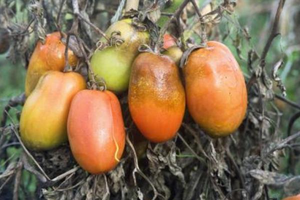 番茄枯萎病能澆水嗎