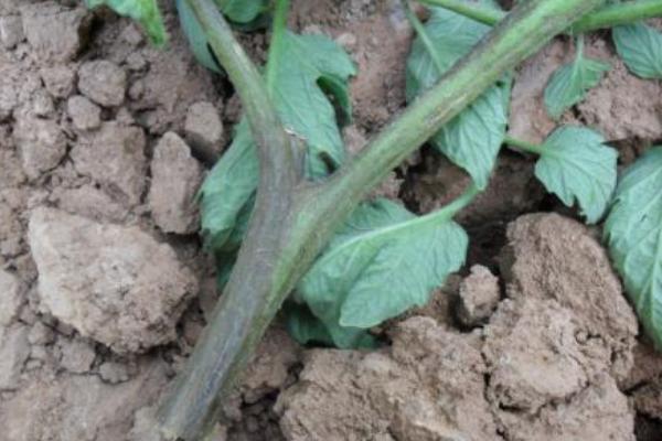番茄枯萎病能澆水嗎