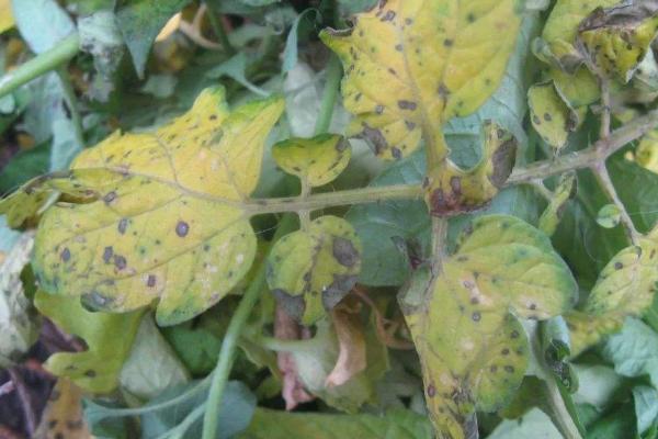 番茄枯萎病能澆水嗎