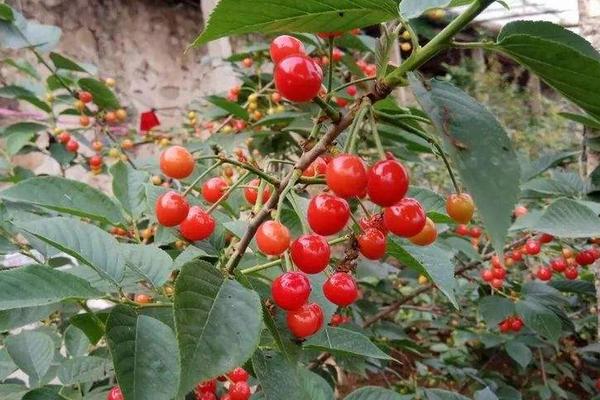 益施幫如何使用