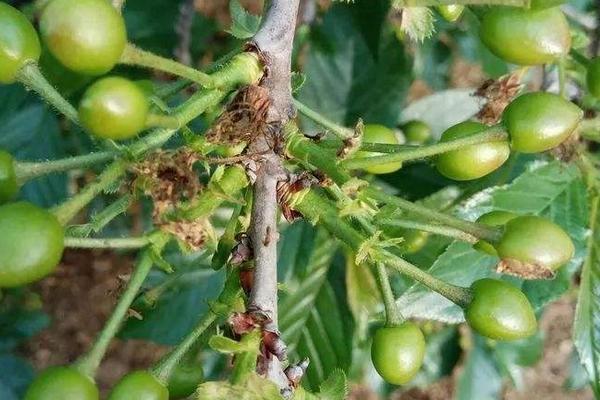 益施幫如何使用