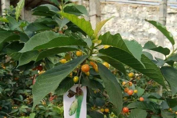 益施幫如何使用