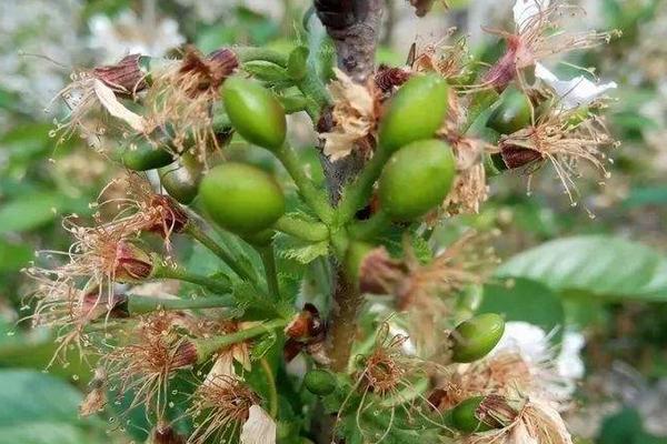 益施幫如何使用