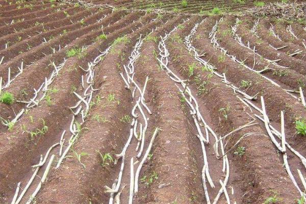 柑庶的種植方法