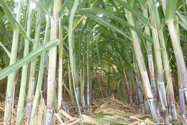 柑庶的種植方法