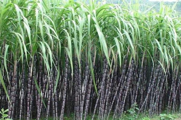 柑庶的種植方法