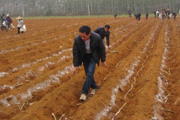 柑庶的種植方法