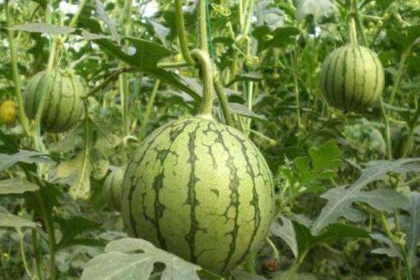 種植西瓜的株距和行距