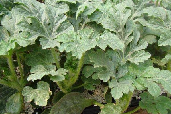 種植西瓜的株距和行距