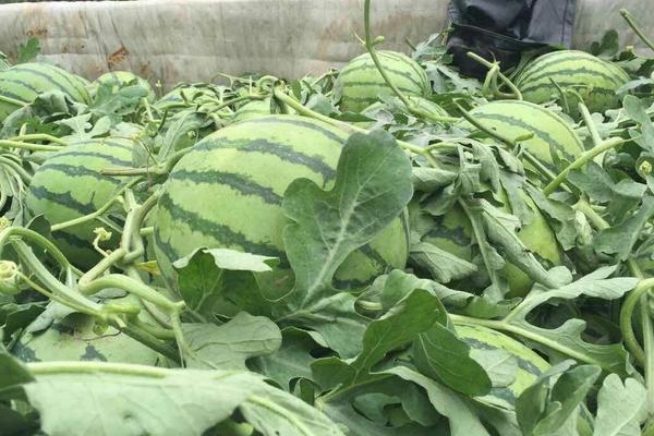 種植西瓜的株距和行距