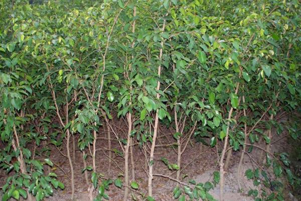 苗木種植的技術標準