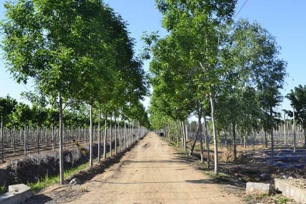 苗木種植的技術標準