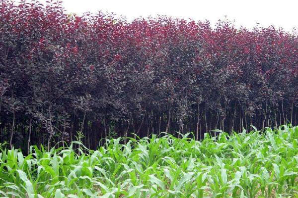 苗木種植的技術標準