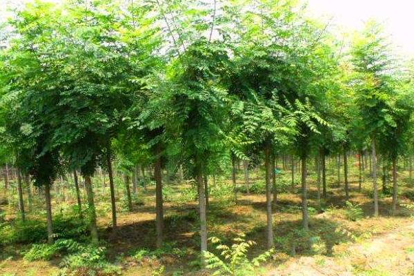 苗木種植的技術標準