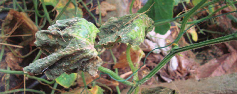 喹啉銅治什么病，使用方法和注意事項