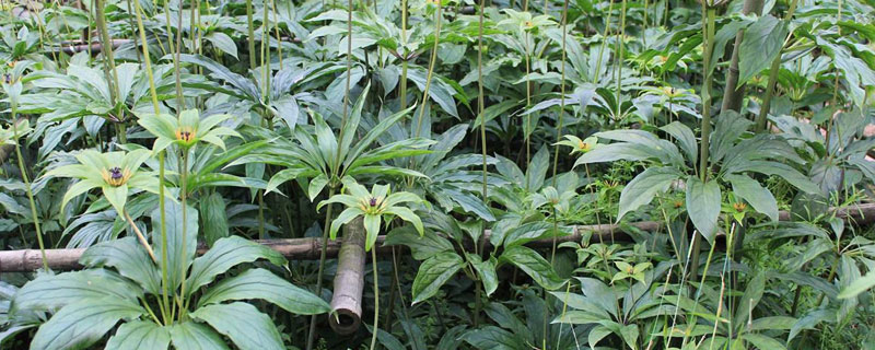 如何用重樓的種子種植重樓