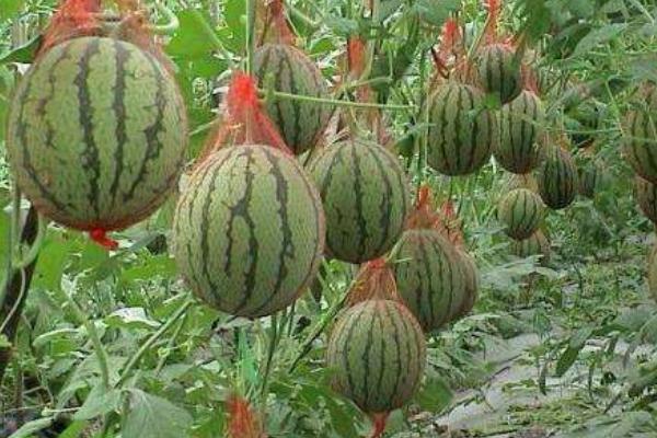 種植西瓜的株距和行距