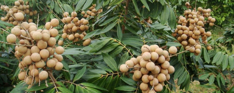 適合廣東種植的果樹有哪些