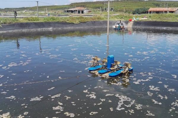 蝦養殖現狀及市場分析