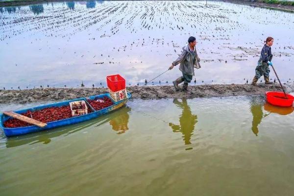 蝦養殖現狀及市場分析