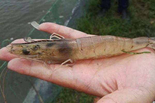 蝦養殖現狀及市場分析