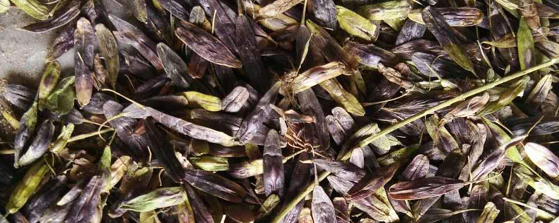 蒼術(shù)種子哪里有？多少錢一斤？