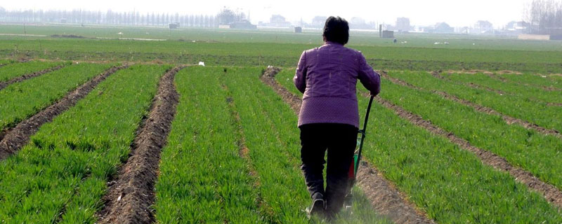 小麥追肥用尿素還是復(fù)合肥