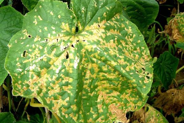 黃瓜霜霉病特效藥