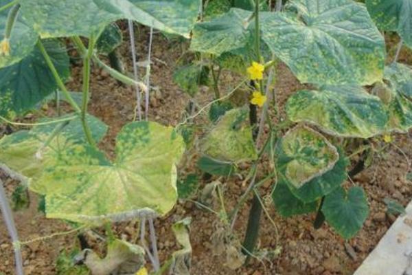 黃瓜霜霉病特效藥
