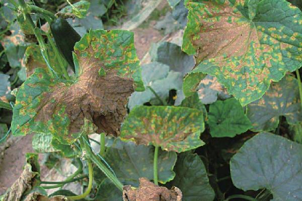 黃瓜霜霉病特效藥