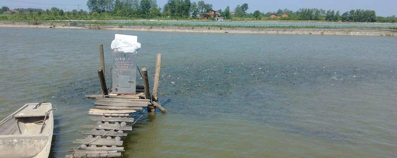 光合細菌在水產養殖中的作用，改善水質預防疾病