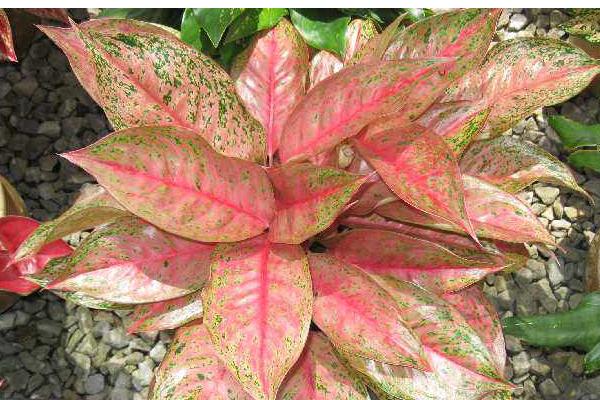 紅葉萬年青的養殖方法