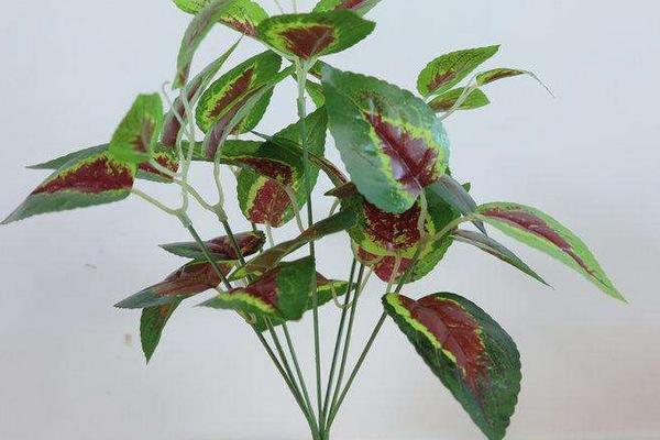 紅葉萬年青的養殖方法