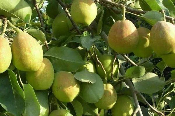 梨樹種植時間和方法