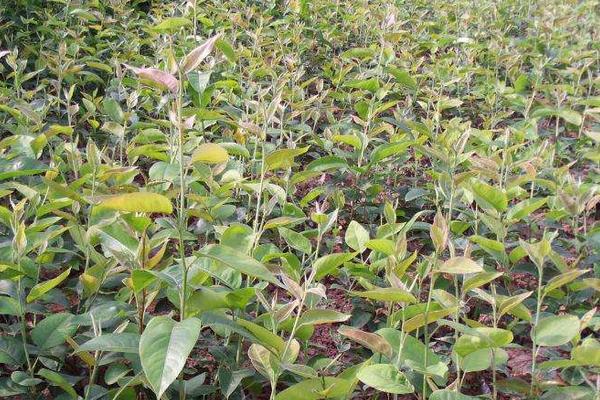 梨樹種植時間和方法