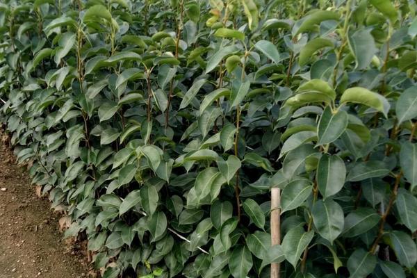 梨樹種植時間和方法