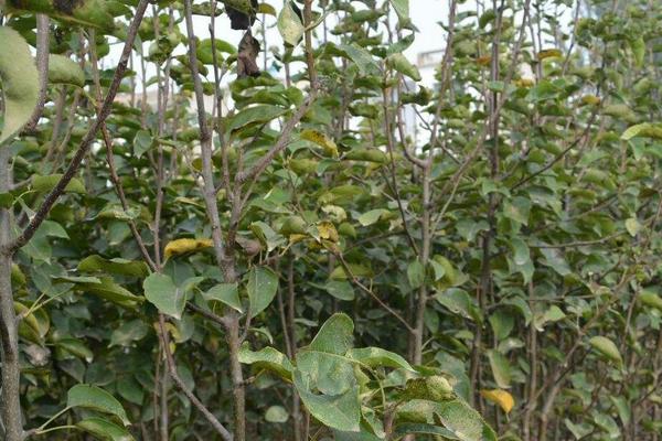 梨樹種植時間和方法