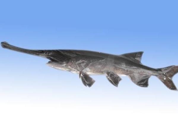 養(yǎng)殖周期短的魚(yú)