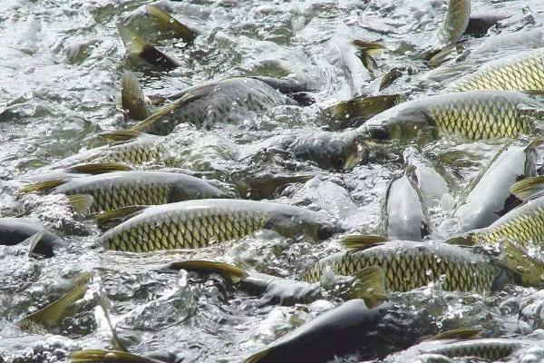 養(yǎng)殖周期短的魚(yú)