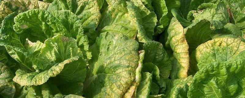 嘧菌酯禁配哪些農藥