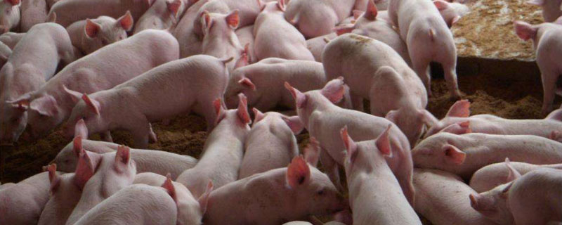 小豬出生多久剪牙斷尾