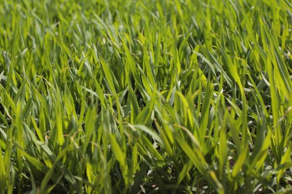 海水稻種植的條件