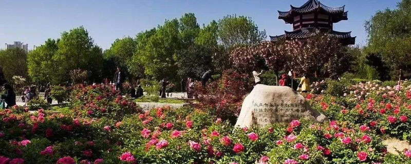 洛陽花會什么時候開始，4月至5月各牡丹品種爭相盛開