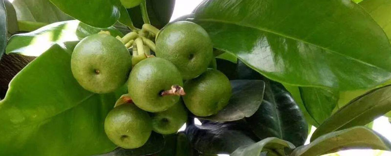 赤霉酸的使用方法及注意事項