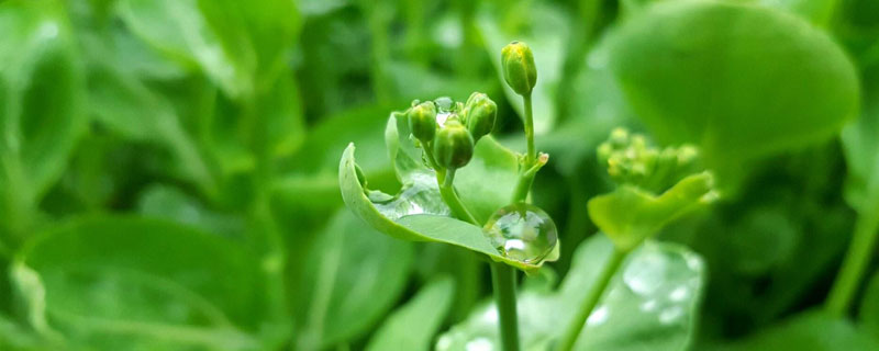 種植合作社業務范圍，成立合作社需具備這些條件