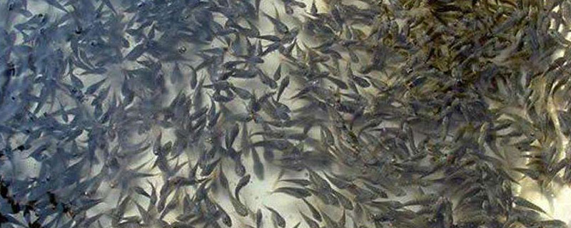 泥鰍苗在哪里買較好