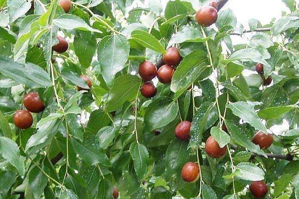 棗樹苗什么時候種植