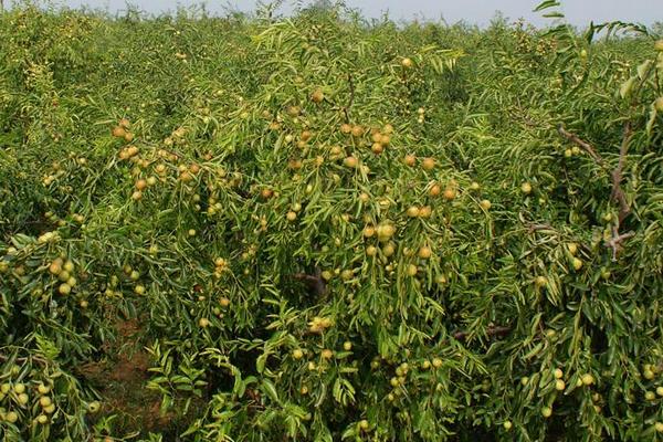 棗樹苗什么時候種植