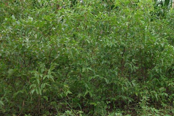 棗樹苗什么時候種植